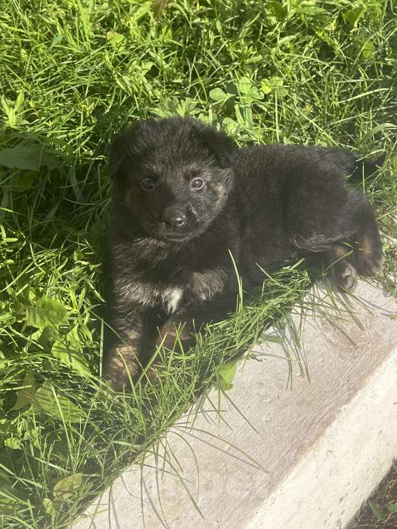 Собаки в Пензе: Щенок немецкой овчарки чистокровный  Девочка, 15 000 руб. - фото 2