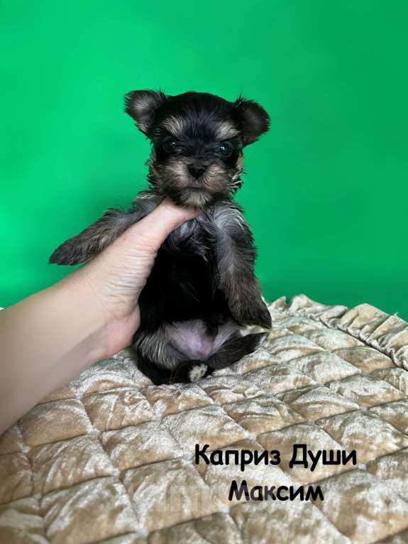 Собаки в Сосновом Бору: Мальчик йорктиз Максим ( документы НРКА) Мальчик, 37 000 руб. - фото 2