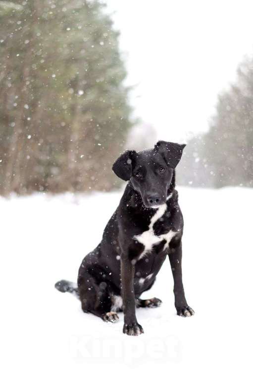 Собаки в Москве: Хлоя. Чёрная жемчужина со дна океана Девочка, Бесплатно - фото 2