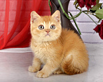 Кошки в Санкт-Петербурге: Британский солнечный котик Мальчик, 38 000 руб. - фото 10
