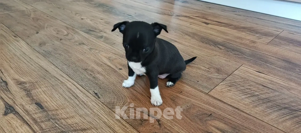 Собаки в Челябинске: Чихуахуа Девочка, 30 000 руб. - фото 1