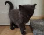 Кошки в Казани: Котёнок в добрые руки  Девочка, Бесплатно - фото 1
