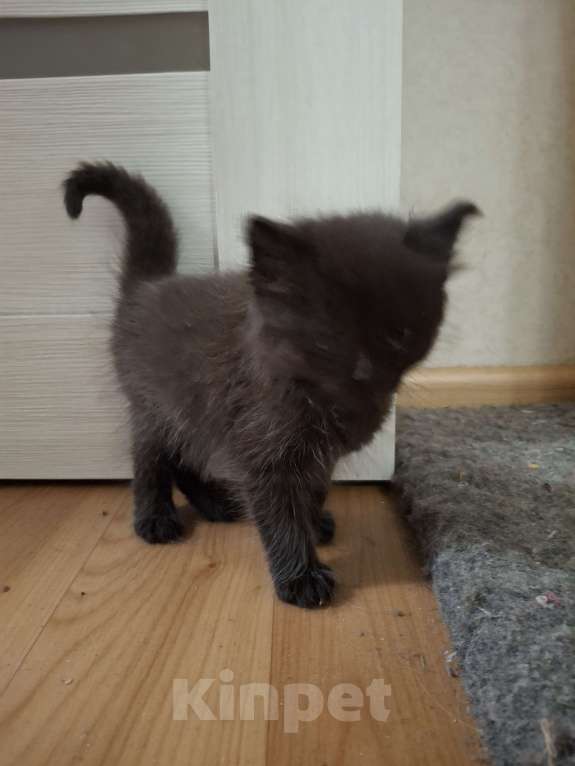 Кошки в Казани: Котёнок в добрые руки  Девочка, Бесплатно - фото 1