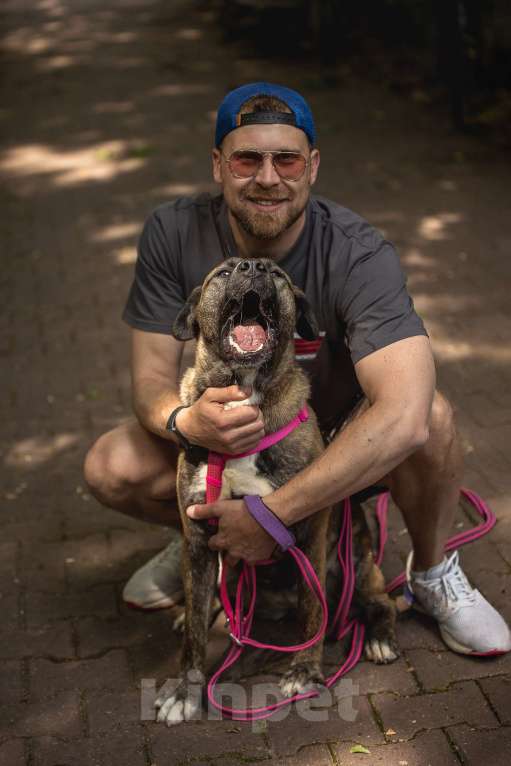 Собаки в Москве: Тина - энергия и мощь с нежной душой ❤️ Девочка, Бесплатно - фото 3
