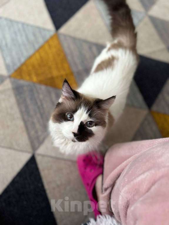 Кошки в Балашихе: Блум Девочка, Бесплатно - фото 2