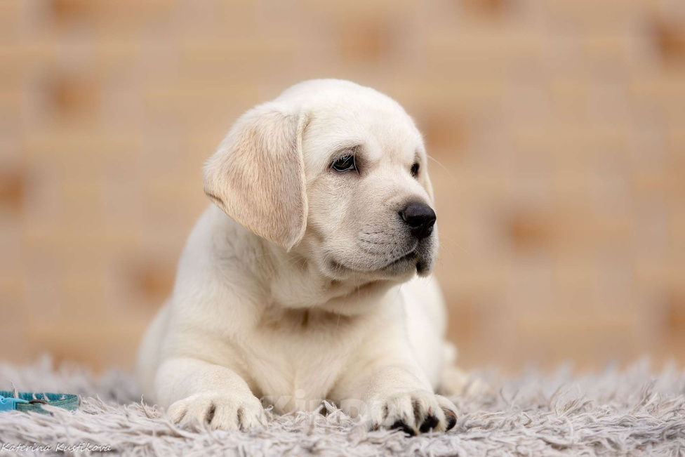 Собаки в других городах Московской области: Палевые щенки Лабрадора от Чемпиона Мира Мальчик, 90 000 руб. - фото 5