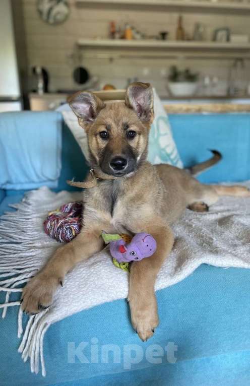 Собаки в Москве: Щенок для классной семьи 🐶 Девочка, 1 руб. - фото 2