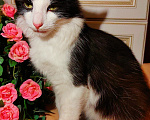 Кошки в Уфе: Котик подросток в добрые руки Мальчик, Бесплатно - фото 5