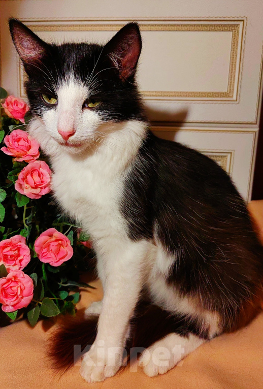 Кошки в Уфе: Котик подросток в добрые руки Мальчик, Бесплатно - фото 5
