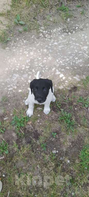 Собаки в Москве: Щенки лабрадора Девочка, 1 000 руб. - фото 2