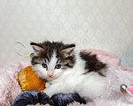 Кошки в Санкт-Петербурге: Котенок Фисташка Девочка, 1 000 руб. - фото 4