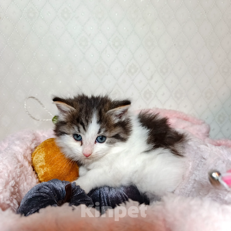Кошки в Санкт-Петербурге: Котенок Фисташка Девочка, 1 000 руб. - фото 4