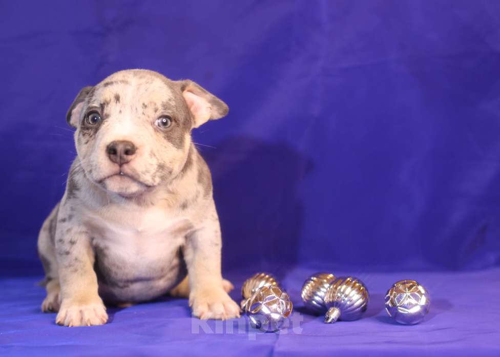 Собаки в Всеволожске: ММ ДЕМАР РОККО Мальчик, Бесплатно - фото 2