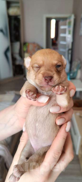 Собаки в Краснодаре: Щенок той терьер  Девочка, 6 000 руб. - фото 3