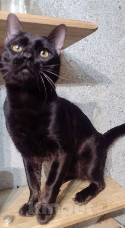 Кошки в Санкт-Петербурге: Юниор бенгал 10 мес Мальчик, Бесплатно - фото 2