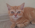 Кошки в Краснодаре: Отдам котенка Мальчик, 100 руб. - фото 4