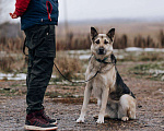 Собаки в Москве: Дрессированная овчарка в добрые руки Девочка, Бесплатно - фото 3