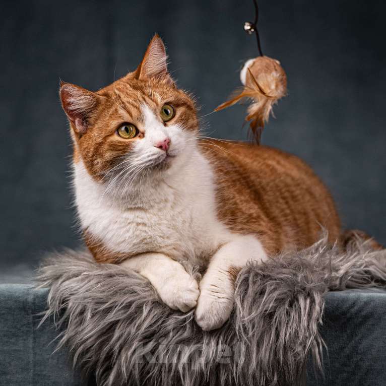 Кошки в Клине: Бегемот — хитрюшный кот Мальчик, Бесплатно - фото 10