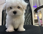 Собаки в Самаре: Мальтийская болонка мини Мальчик, 70 000 руб. - фото 3