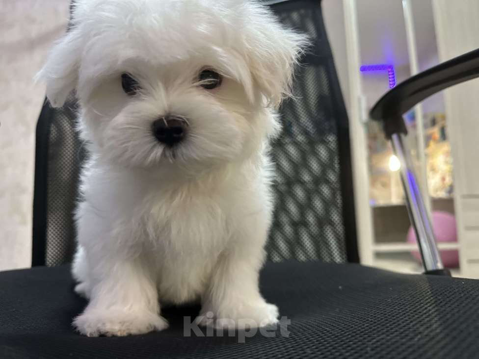 Собаки в Самаре: Мальтийская болонка мини Мальчик, 70 000 руб. - фото 3