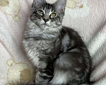Кошки в Дмитрове: Черная серебристая мраморная девочка мейн кун Zaura Девочка, 20 000 руб. - фото 3