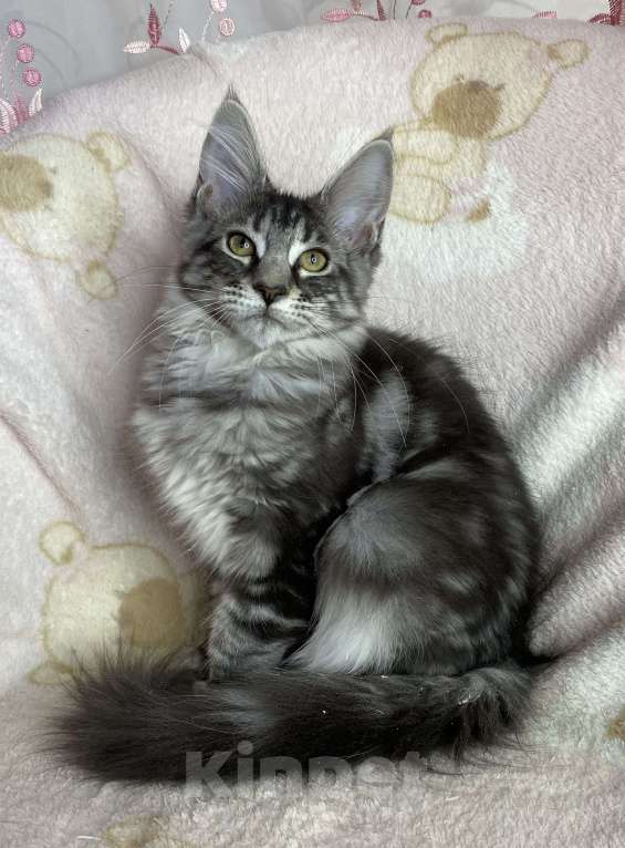 Кошки в Дмитрове: Черная серебристая мраморная девочка мейн кун Zaura Девочка, 20 000 руб. - фото 3