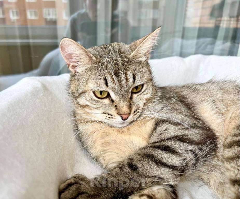 Кошки в Москве: Необыкновенно яркий котик Шелдон в добрые руки  Мальчик, Бесплатно - фото 4