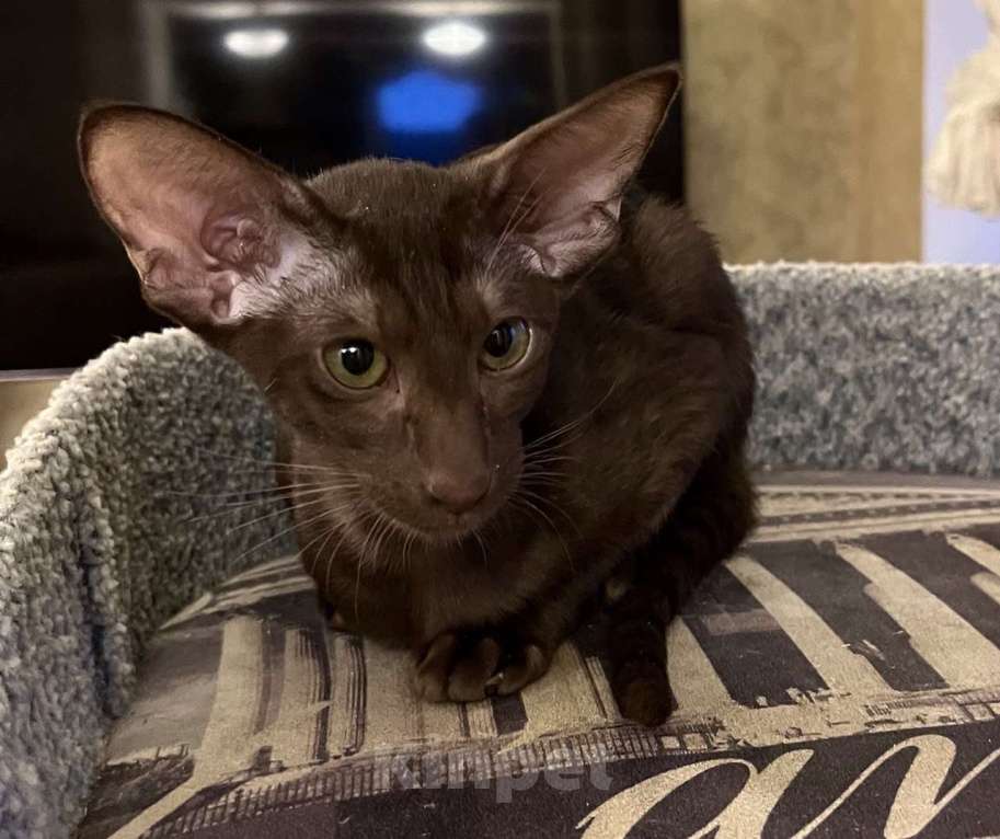 Кошки в Москве: Ориентальная шоколадная девочка Девочка, Бесплатно - фото 7