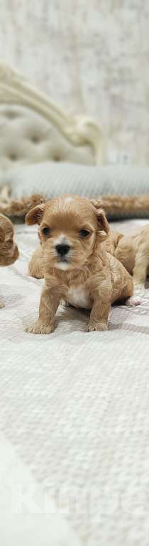 Собаки в Губкине: Малыши Мальтипу Мальчик, Бесплатно - фото 1