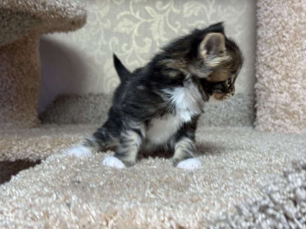 Кошки в Новосибирске: Открыто резервирование Мальчик, 80 000 руб. - фото 2