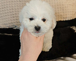 Собаки в Москве: Бишон фризе мини мальчик Мальчик, 55 000 руб. - фото 2