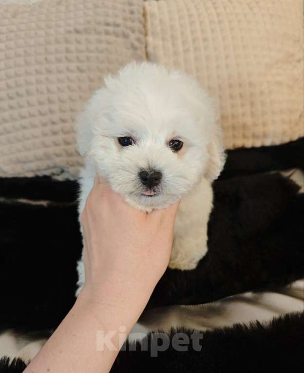 Собаки в Москве: Бишон фризе мини мальчик Мальчик, 55 000 руб. - фото 2