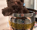 Собаки в Москве: Мальчик шоколадного Йорка Мальчик, 85 000 руб. - фото 2