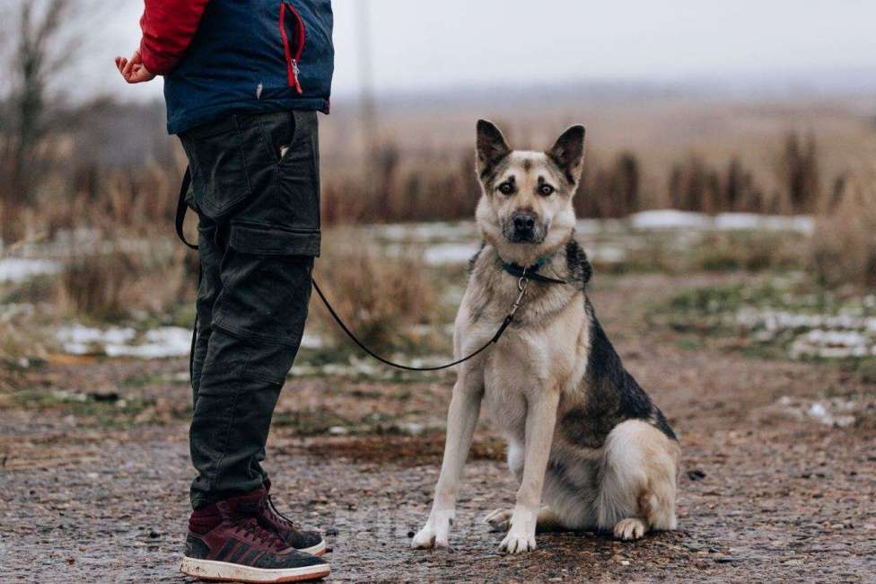 Собаки в Москве: Дрессированная овчарка в добрые руки Девочка, Бесплатно - фото 3