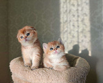 Кошки в Москве: Шотландские вислоухие котята Мальчик, 35 000 руб. - фото 1
