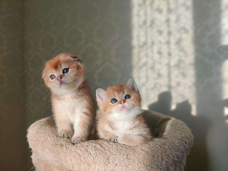 Шотландские вислоухие котята