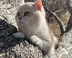 Кошки в Благовещенске: Британский котенок драгоценного окраса Мальчик, 50 000 руб. - фото 5