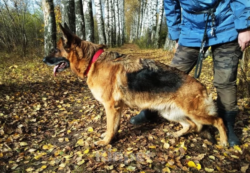 Собаки в Глазове: Немецкая овчарка,девчонка 2 Девочка, 35 000 руб. - фото 5