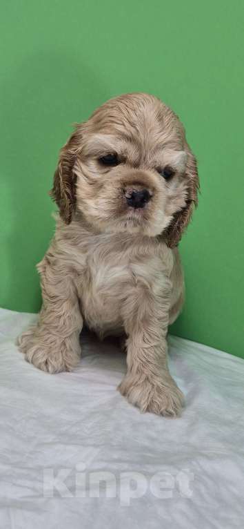 Собаки в Тюмени: Американский кокер спаниель щенок Девочка, 30 000 руб. - фото 1