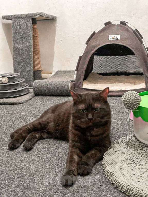 Кошки в Москве: Ласковый дымчатый ангел Тони Мальчик, Бесплатно - фото 3