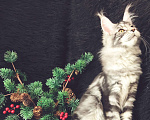 Кошки в Казани: Кошечка Алиса Девочка, Бесплатно - фото 5