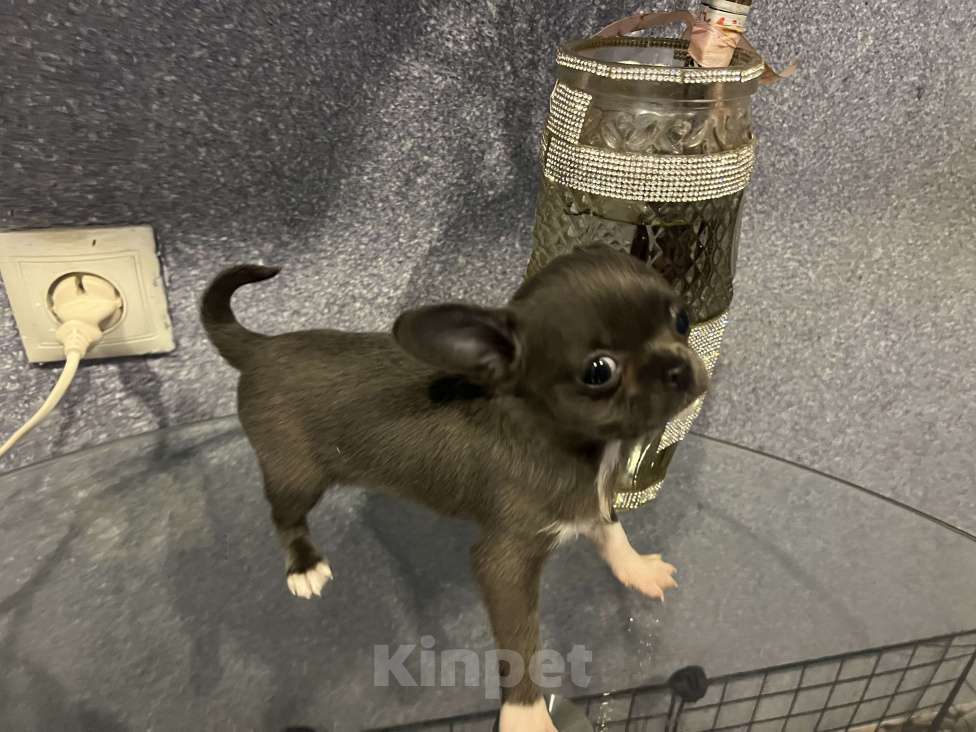 Собаки в Москве: Щенки чихуа разных окрасов.2 мес Девочка, 35 000 руб. - фото 6