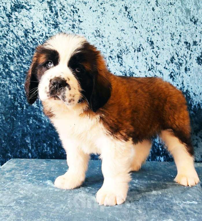 Собаки в Москве: Щенков сенбернара предлагает питомник Дар Далай Лама (организуем доставку) Мальчик, 50 000 руб. - фото 2