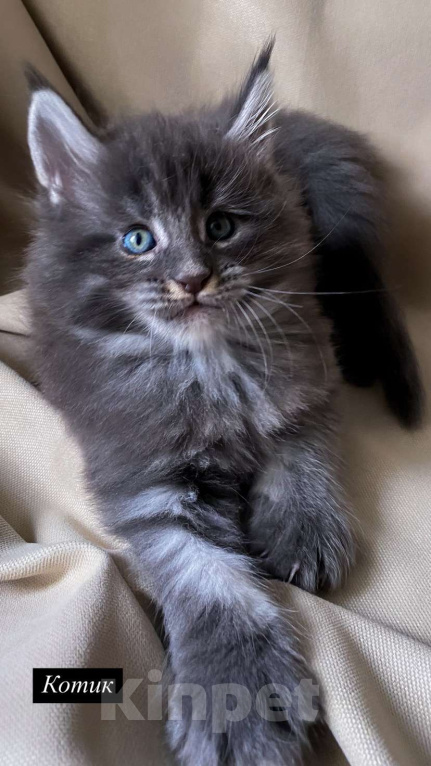 Кошки в Москве: Котята Мейн-Кун Мальчик, 100 000 руб. - фото 8