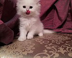 Кошки в Москве: Котята Британской серебристой Шиншиллы Мальчик, Бесплатно - фото 5