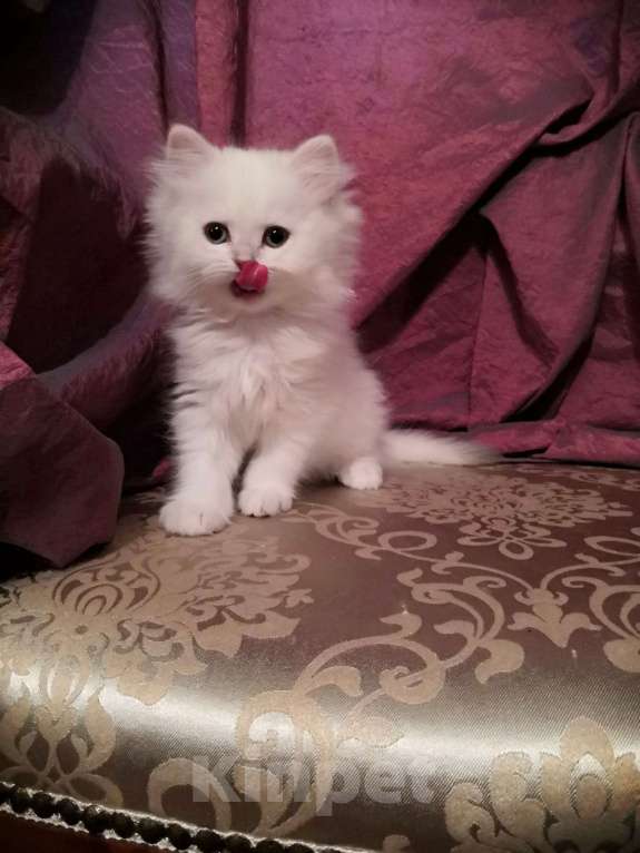 Кошки в Москве: Котята Британской серебристой Шиншиллы Мальчик, Бесплатно - фото 5