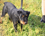 Собаки в Видном: Ягд Яша, 2 года Мальчик, 1 руб. - фото 4