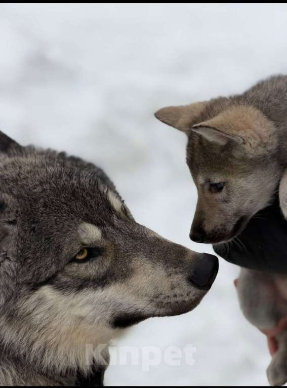 Собаки в Москве: щенки Волкособа Мальчик, 35 руб. - фото 4