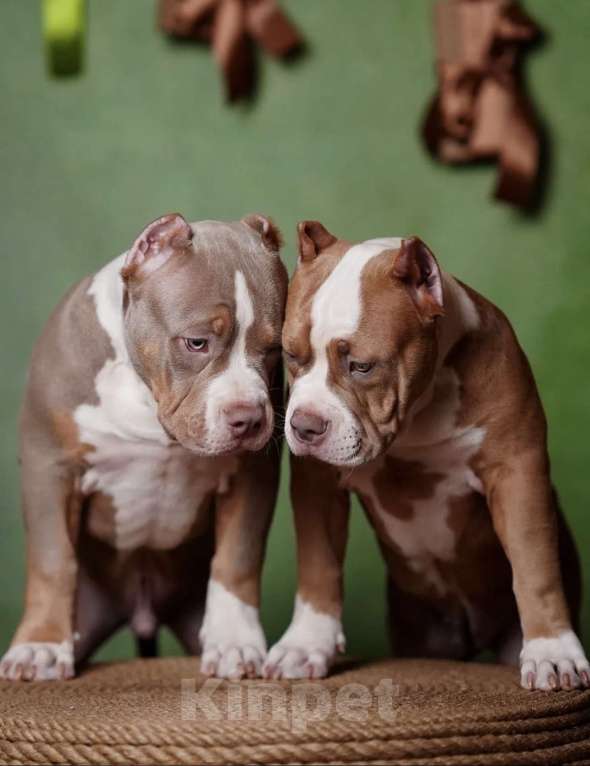 Собаки в Пикалево: Американский булли щенок Мальчик, 120 000 руб. - фото 2