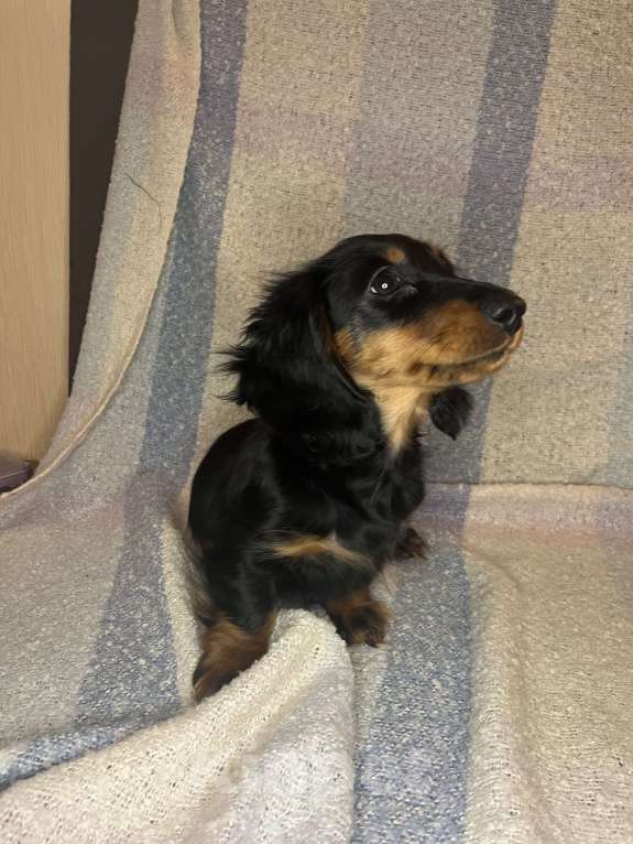 Собаки в Москве: черно-подпалый мальчик длинношерстной кроличьей таксы  Мальчик, 55 000 руб. - фото 5